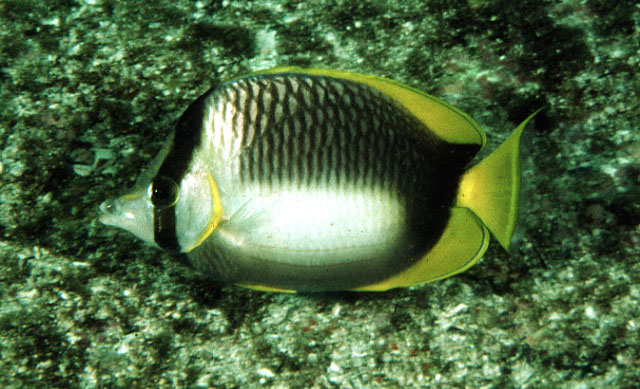 Chaetodon leucopleura (Pesce farfalla della Somalia)